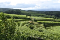Weingartenwanderung